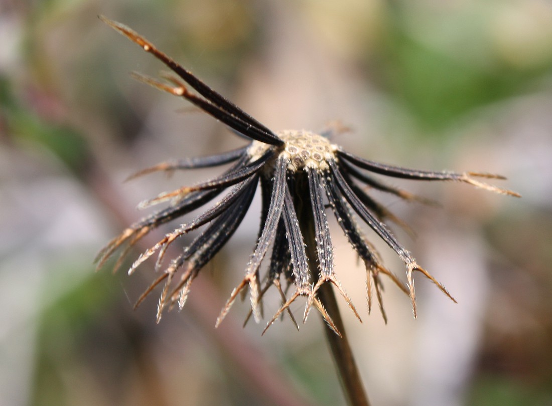 Череда волосистая семена семена вяткина