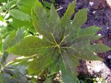 Sinopodophyllum hexandrum