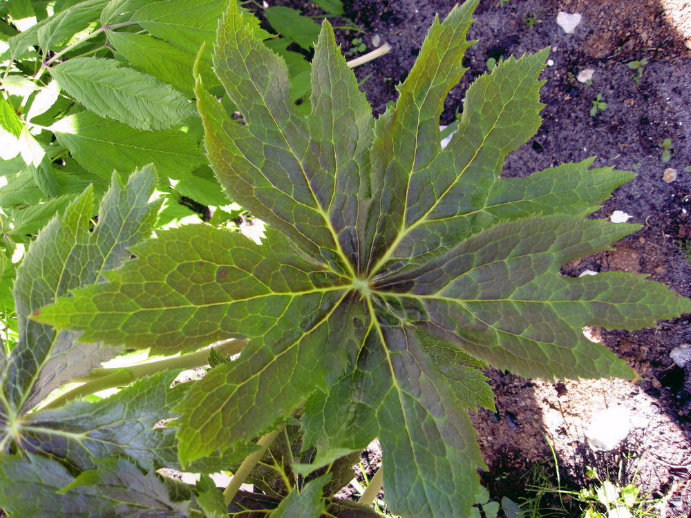 Изображение особи Sinopodophyllum hexandrum.