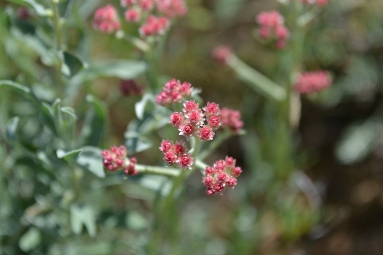 Image of Helichrysum nogaicum specimen.