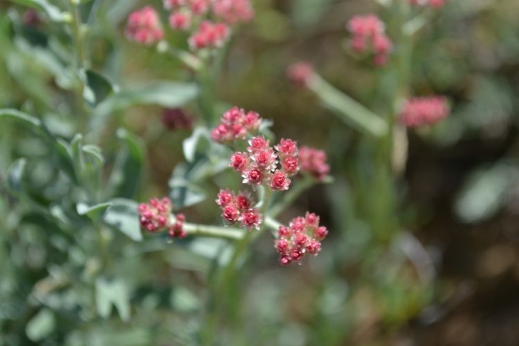 Изображение особи Helichrysum nogaicum.