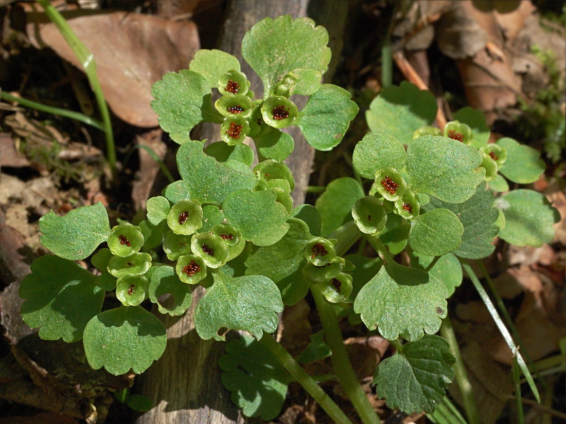 Изображение особи Chrysosplenium alternifolium.