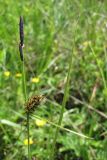 Carex melanostachya