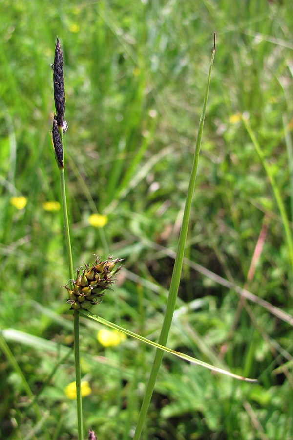 Image of Carex melanostachya specimen.