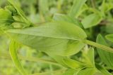 Hypericum ascyron