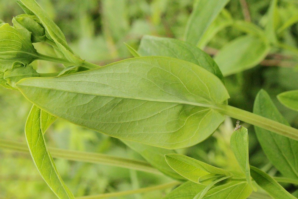 Image of Hypericum ascyron specimen.