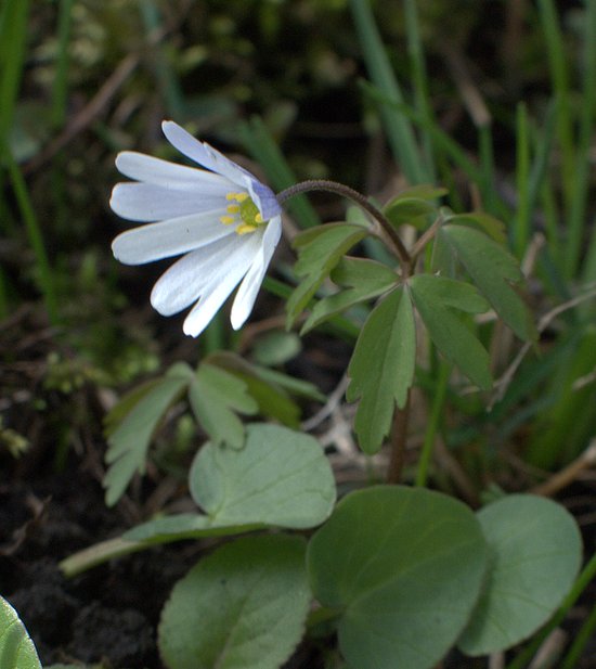Image of Anemone caucasica specimen.