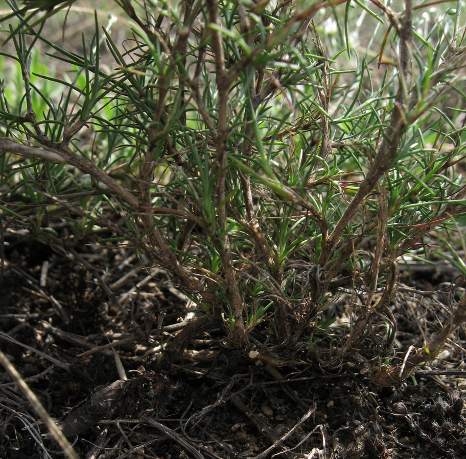 Image of Minuartia leiosperma specimen.