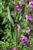 Lythrum tomentosum. Часть побега. Крым, Севастополь, р-н Фиолента, мыс Лермонтова. 29 июля 2011 г.