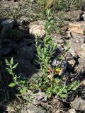 Chenopodium album. Зацветающее растение. Крым, Севастополь, окр. ст. Инкерман-2. 22 августа 2011 г.