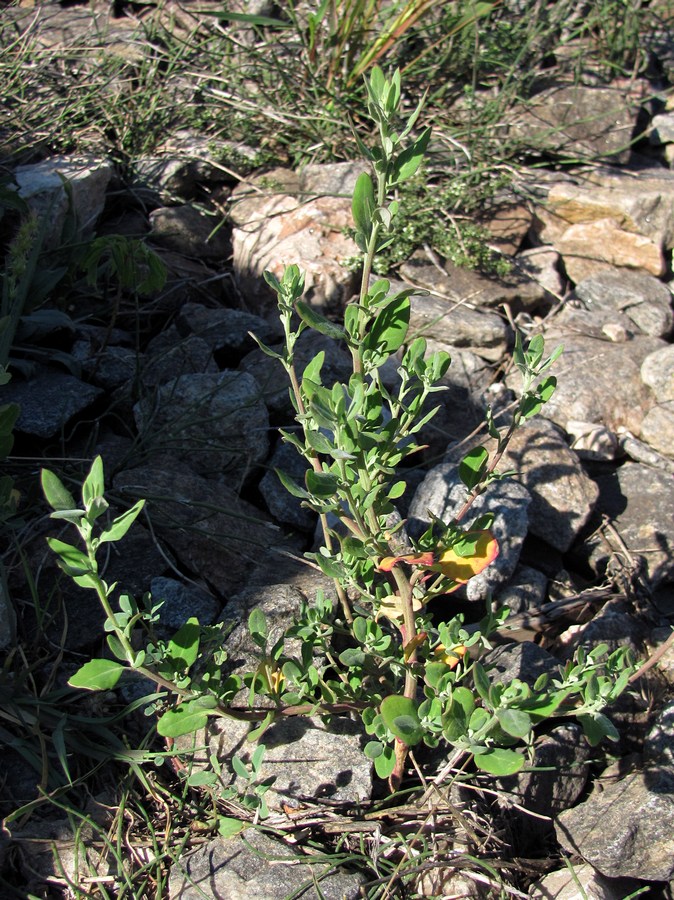 Изображение особи Chenopodium album.