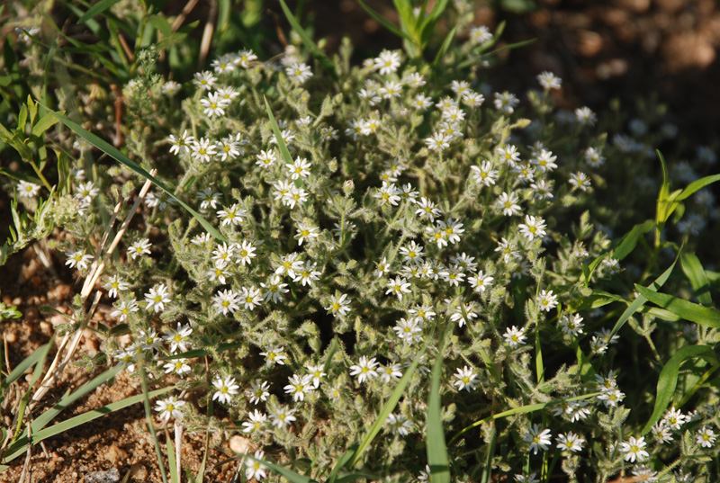 Изображение особи Stellaria dichotoma.