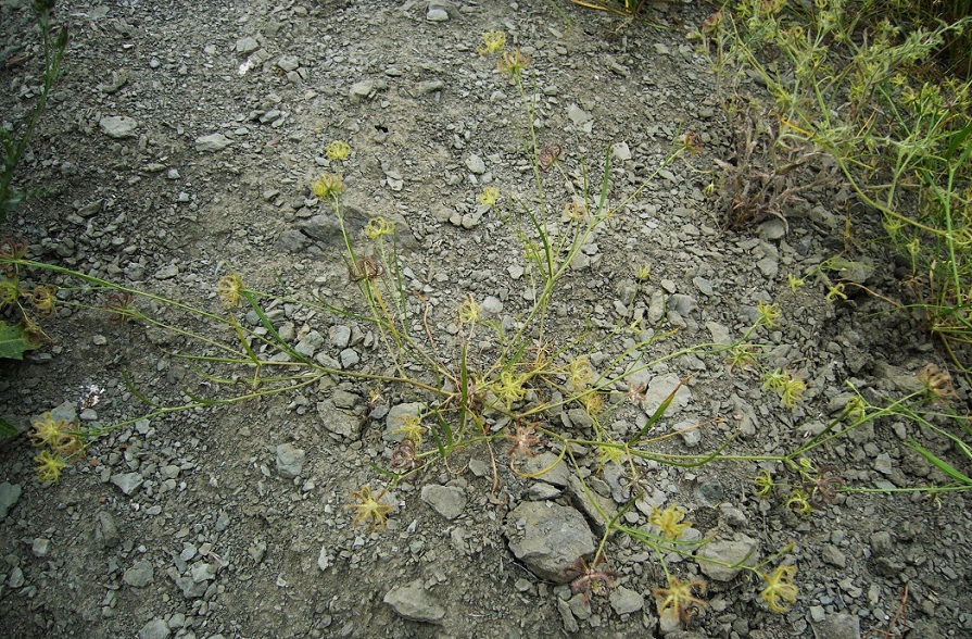 Image of Koelpinia linearis specimen.
