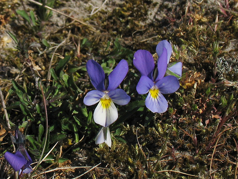 Изображение особи Viola maritima.