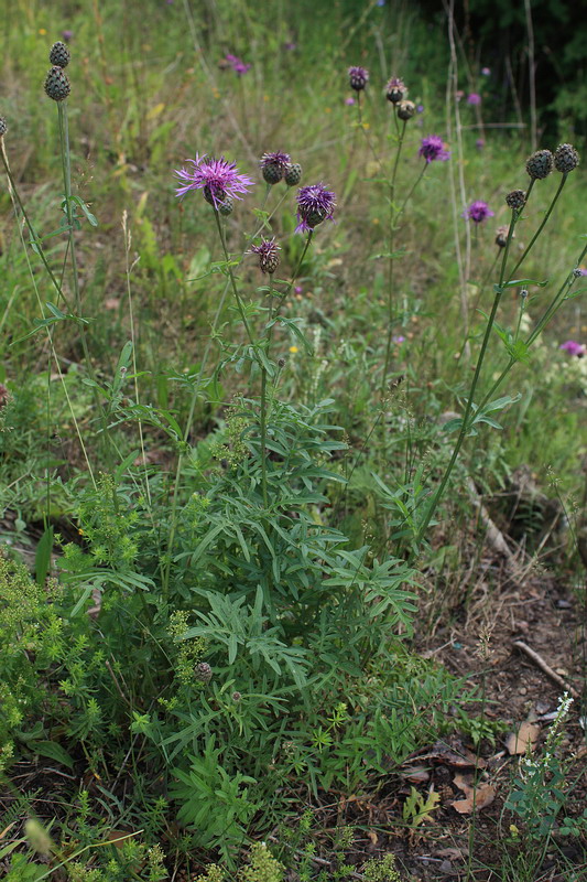 Image of Centaurea scabiosa specimen.