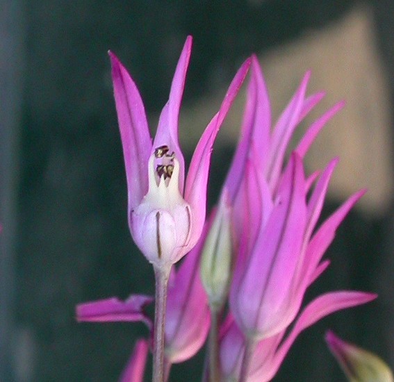 Image of Allium iliense specimen.