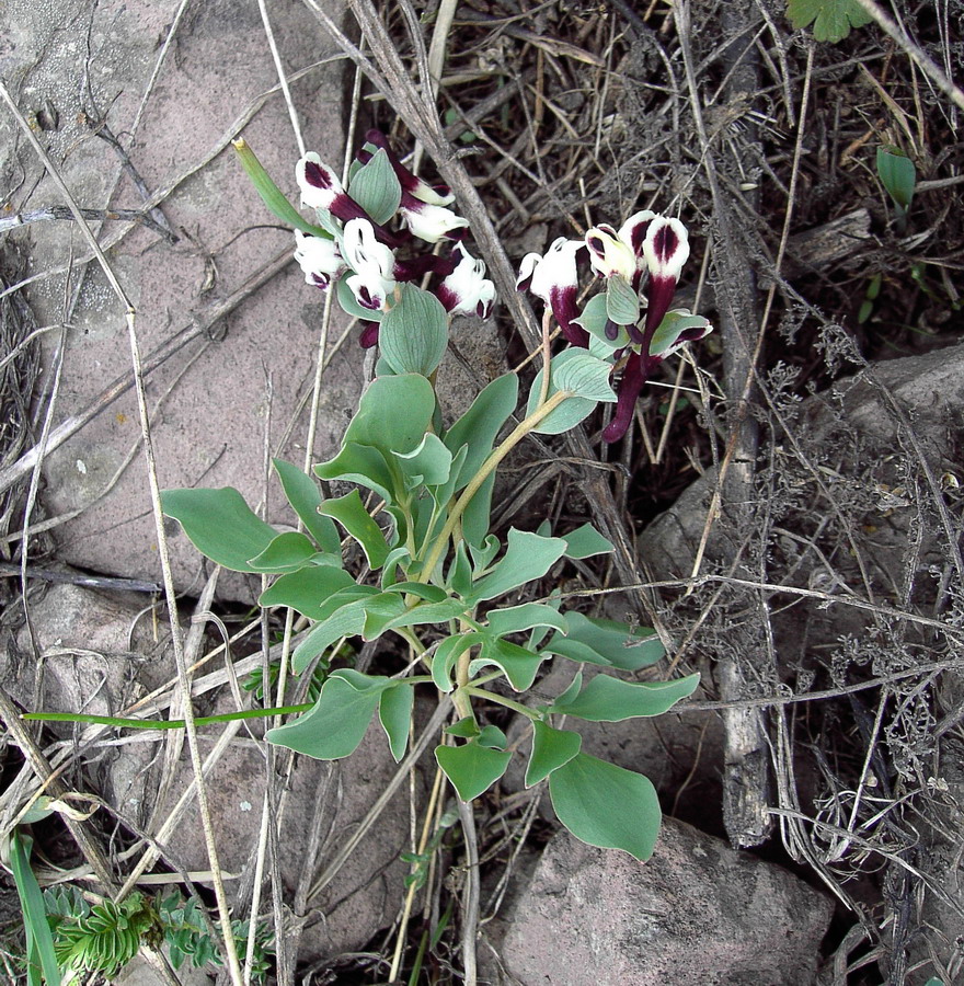 Image of Corydalis persica specimen.