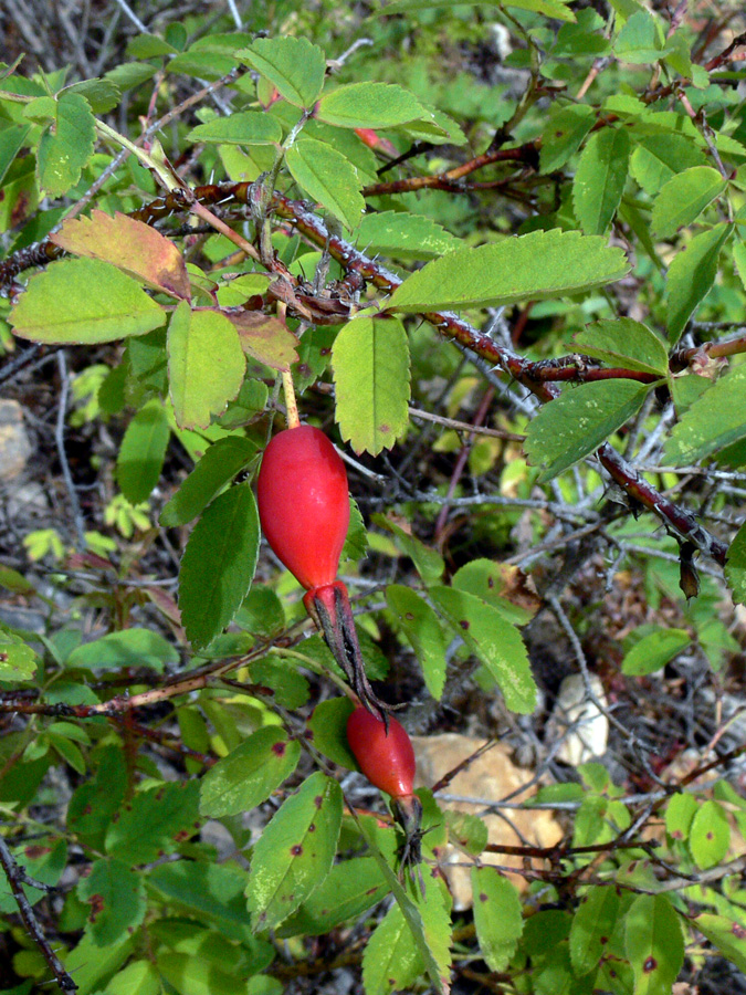 Изображение особи Rosa acicularis.