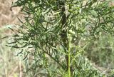 Senecio borysthenicus. Средняя часть побега с типичными листьями. Украина, Запорожье, южная часть о-ва Хортица, у дороги вдоль залежи. 14.07.2011.