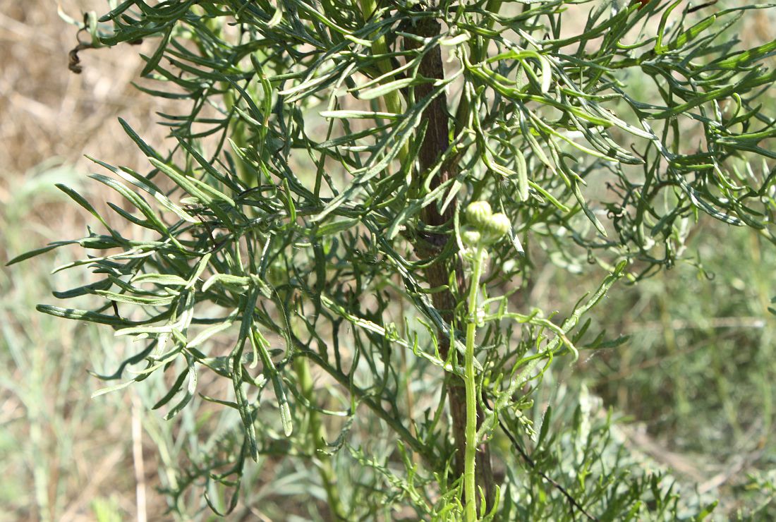 Image of Senecio borysthenicus specimen.