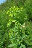 Euphorbia borodinii. Верхушка цветущего растения. Архангельская обл., Вельский р-н, окр. г. Вельск, берег р. Вага. 18.07.2011.