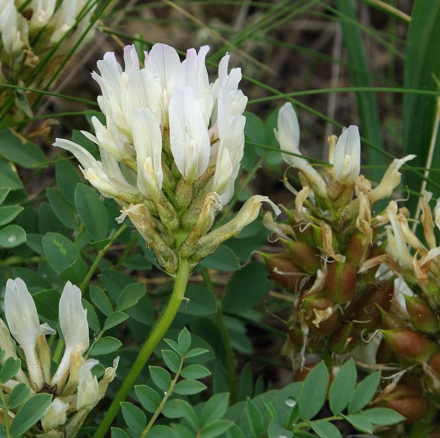 Изображение особи Astragalus physocarpus.