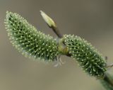 Salix cinerea. Женские соцветия. Москва, Кузьминский лесопарк. 07.04.2006.