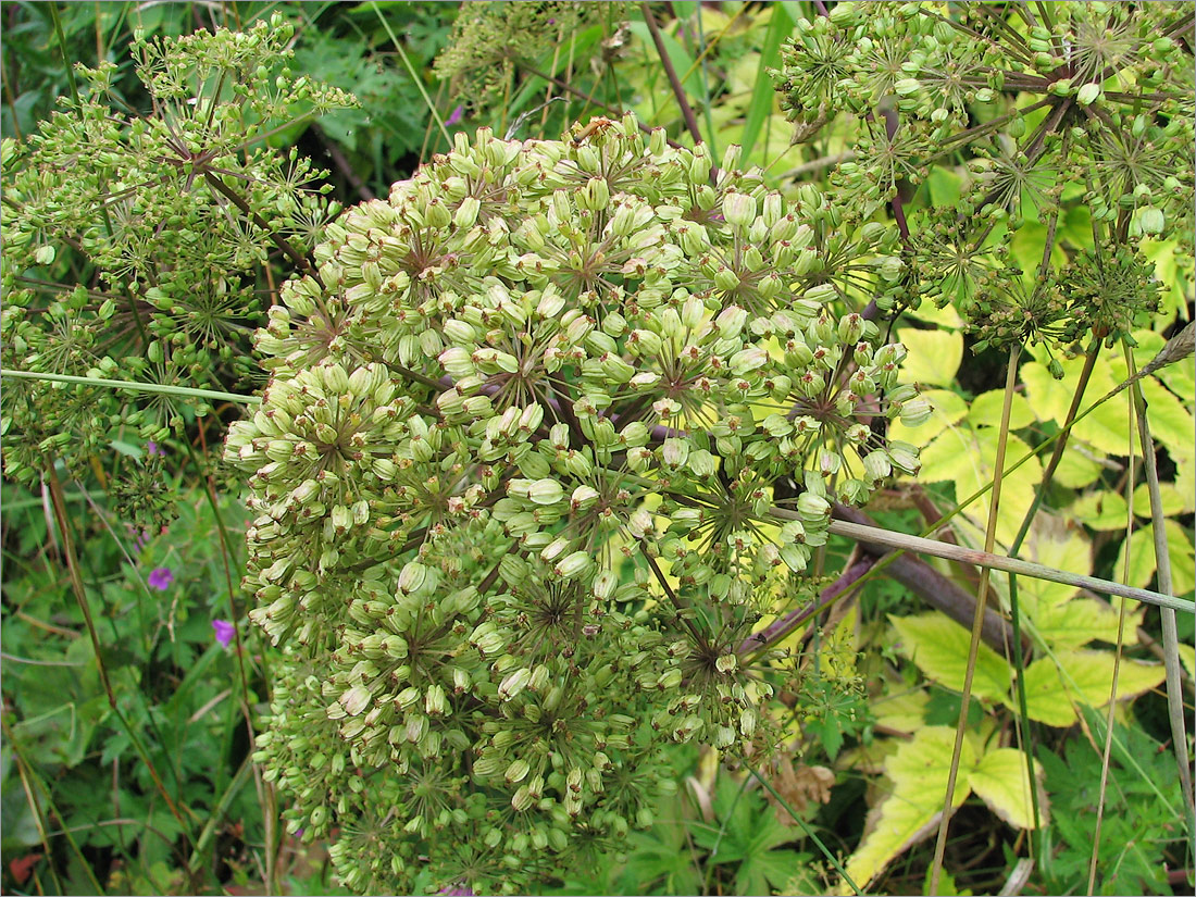 Image of Archangelica officinalis specimen.