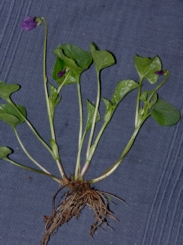Image of Viola langsdorfii specimen.