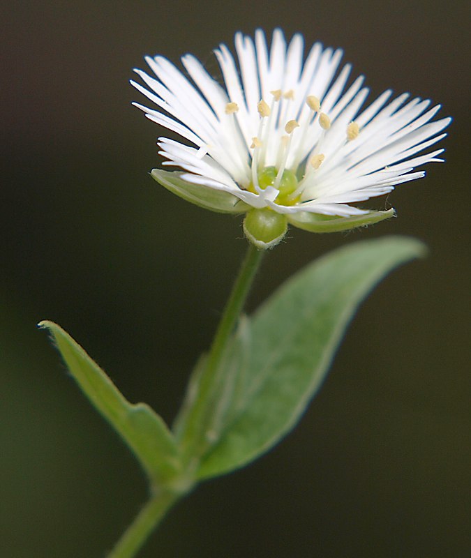 Image of Fimbripetalum radians specimen.