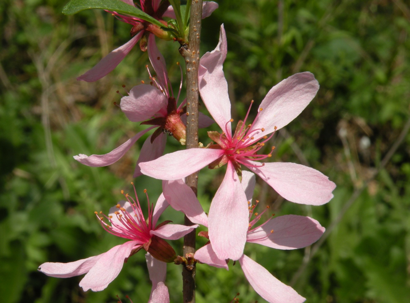 Изображение особи Amygdalus nana.