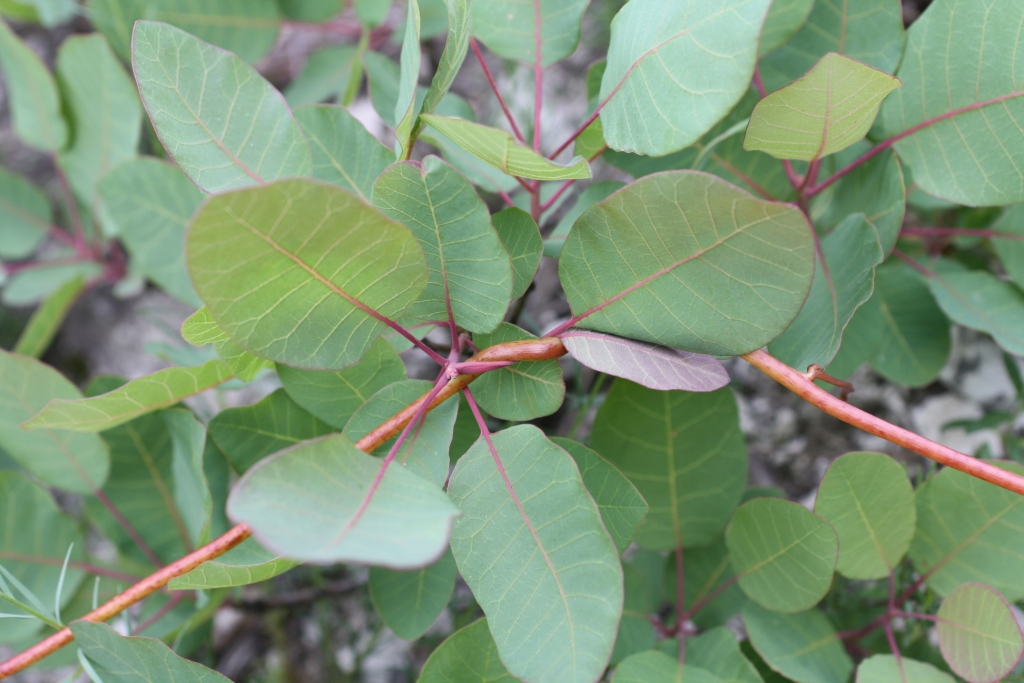 Изображение особи Cuscuta monogyna.