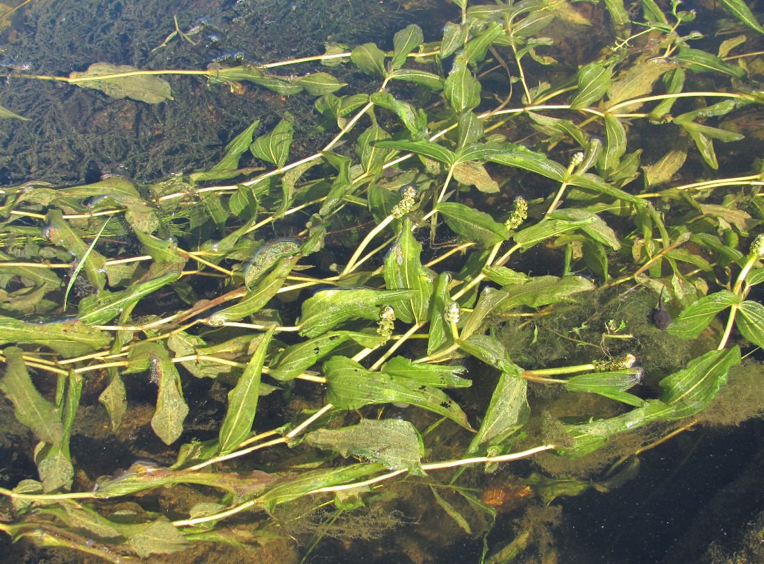 Image of Potamogeton &times; decipiens specimen.