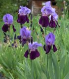 genus Iris