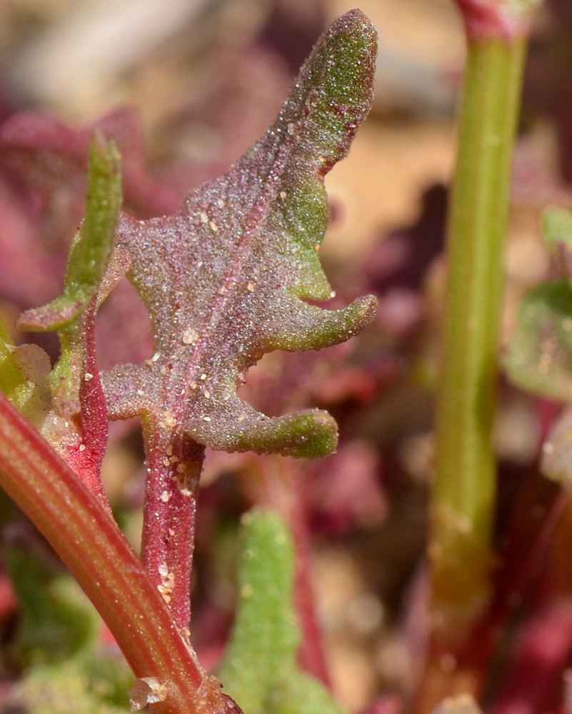 Image of Rumex pictus specimen.