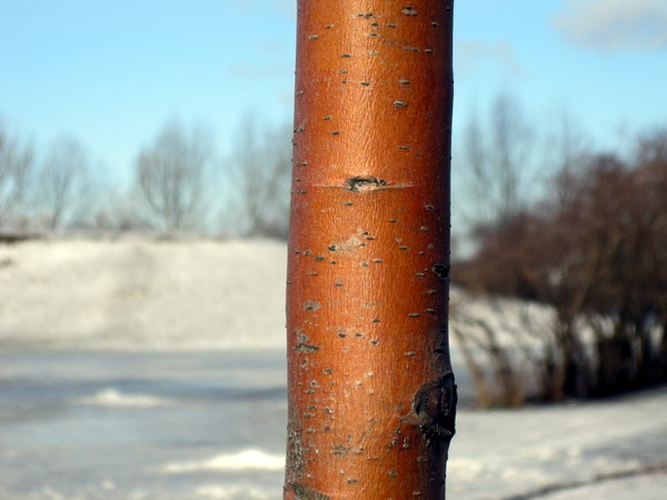 Image of Malus &times; purpurea specimen.