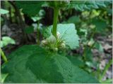 Lamium album. Часть побега с нераспустившимся соцветием. Чувашия, окр. г. Шумерля, сосновый лес возле Песчаной дороги на Водозабор. 6 мая 2012 г.