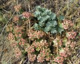 Euphorbia myrsinites. Плодоносящее растение. Крым, Карадаг, подножье горы Карагач. 7 мая 2012 г.