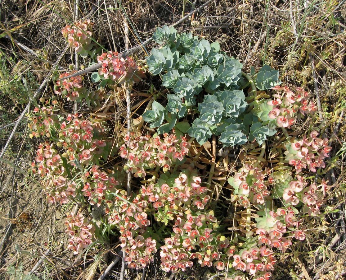 Изображение особи Euphorbia myrsinites.