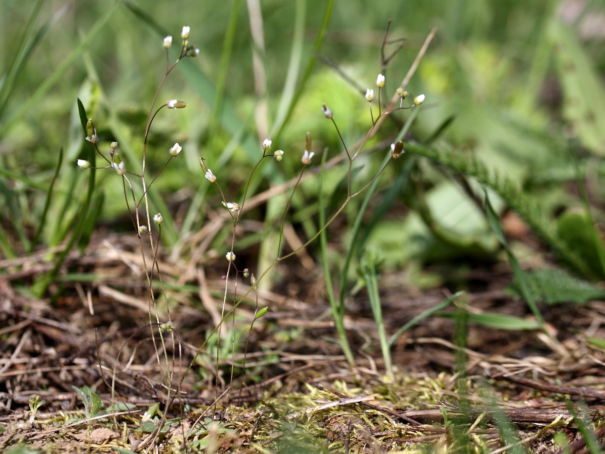 Image of Erophila verna specimen.