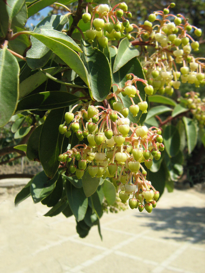 Image of Arbutus andrachne specimen.