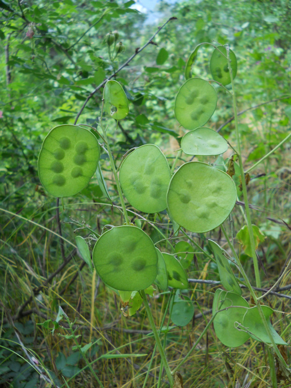 Image of Lunaria annua specimen.