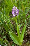 Orchis militaris. Цветущее растение. Ленинградская обл., Ломоносовский р-н, долина р. Шингарка, влажный луг. 03.06.2012.