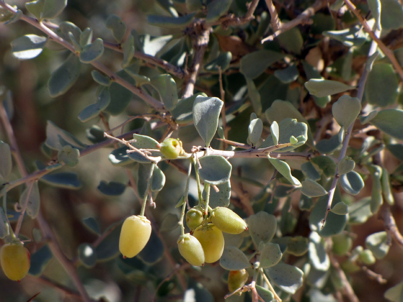 Image of Nitraria retusa specimen.