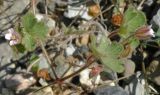 Geranium rotundifolium. Цветущее растение. Черноморское побережье Кавказа, щель Прасковеевкая, обочина дороги. 09.06.2012.