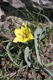 Tulipa lemmersii. Цветущее растение. Южный Казахстан, горы Каракус. 03.04.2012.