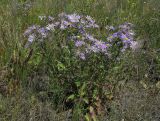 Aster amellus