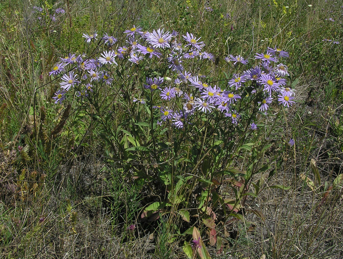 Изображение особи Aster amellus.