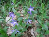 Vinca herbacea
