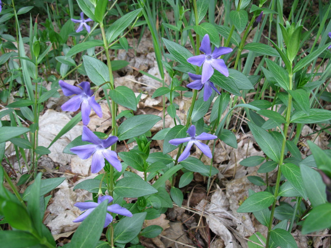 Изображение особи Vinca herbacea.